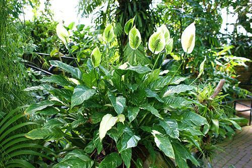 Spathiphyllum kwitnie w ogrodzie zimowym, ciesząc oczy