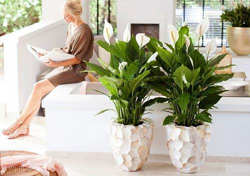 Spathiphyllum květina se nazývá ženské štěstí