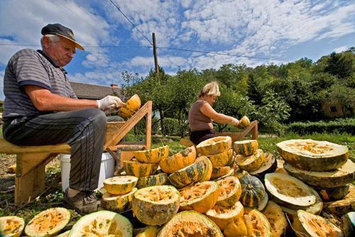 K výrobě dýňového oleje je zapotřebí hodně ovoce