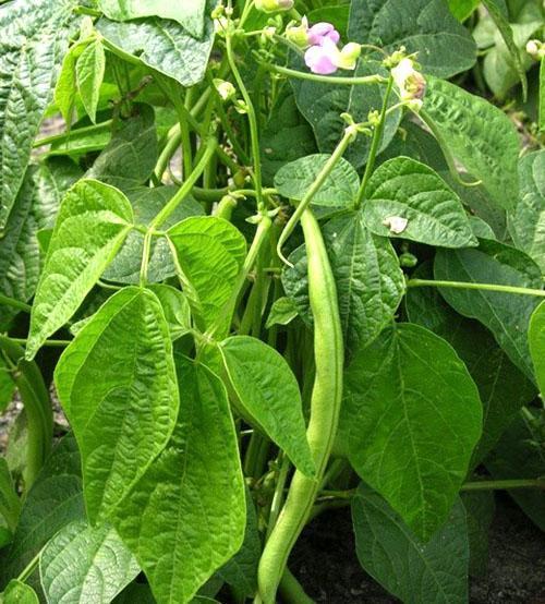 ถั่วทั่วไป (Phaseolus vulgaris)