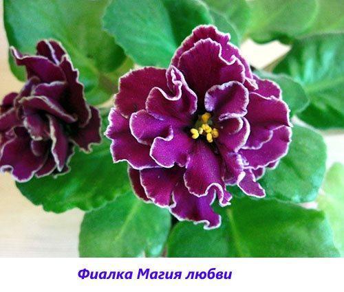 Violet Magic of love