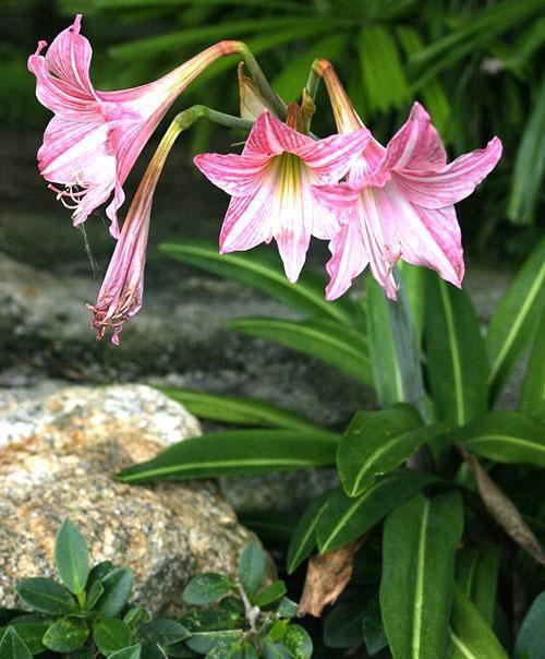 Hippeastrum blomstrer på gårdsplassen