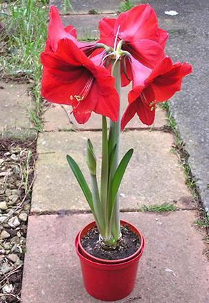 Hippeastrum v květináči