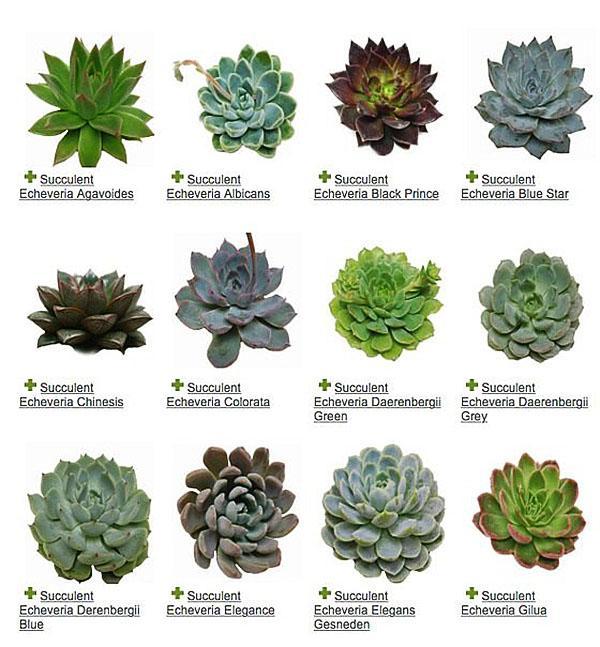 Katalog gatunków Echeveria