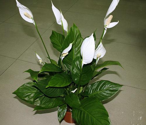 Pokojová rostlina spathiphyllum