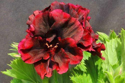 กลีบดอกหลากสี - ความแตกต่างระหว่าง Pelargonium จากดอกไม้อื่น ๆ