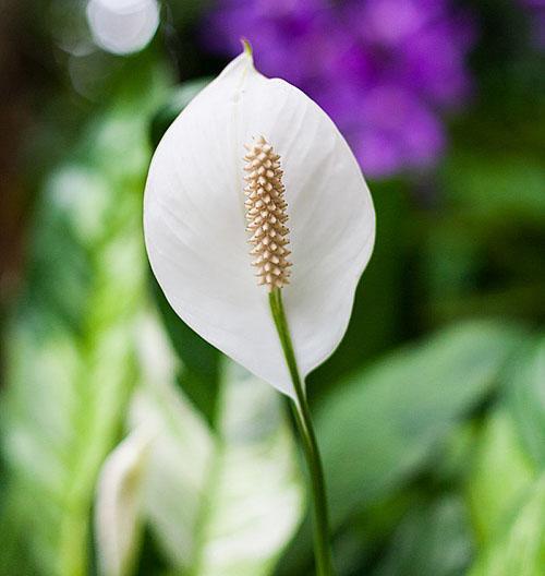 ช่อดอกที่ละเอียดอ่อนของ spathiphyllum