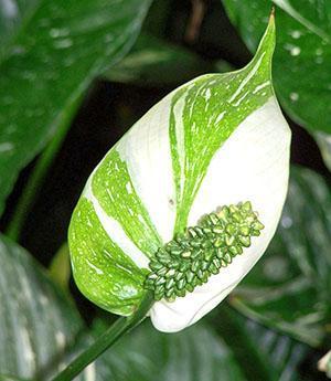 การออกดอกดั้งเดิมของ spathiphyllum