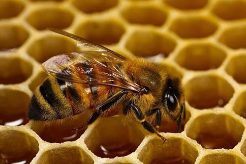 Pasieka znajduje się w pobliżu nasadzeń dyni