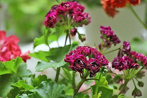 Pelargonium Monseruds Rosen