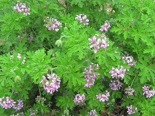 Pelargonium pachnące na miejscu