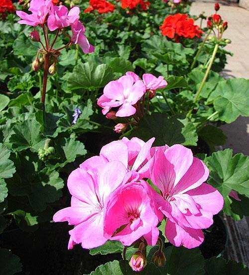 Pelargonium ในการออกแบบภูมิทัศน์