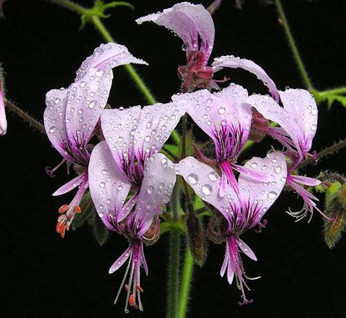 Pelargonium ząbkowane