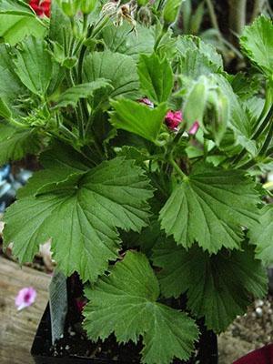 Przy niewłaściwej pielęgnacji pelargonia przestaje kwitnąć lub nie kwitnie na czas