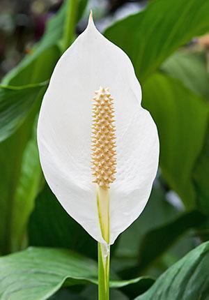 Otevřel spathiphyllum květ