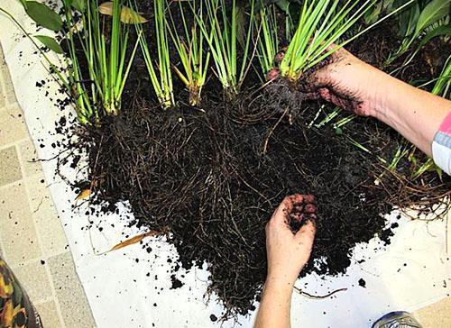 Rozmnażanie spathiphyllum przez podzielenie buszu