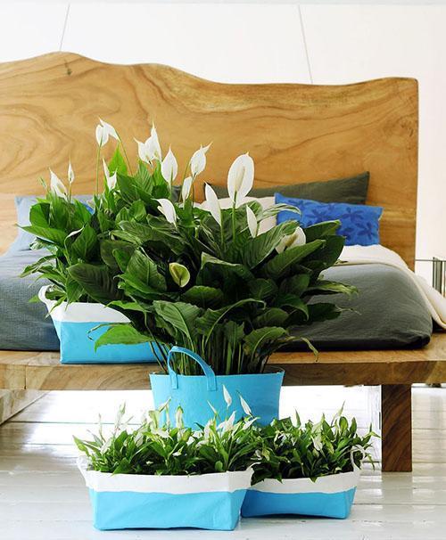 spathiphyllum หลากหลายสายพันธุ์ภายในห้อง