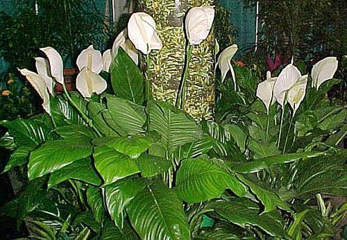 Spathiphyllum v krajinářském designu