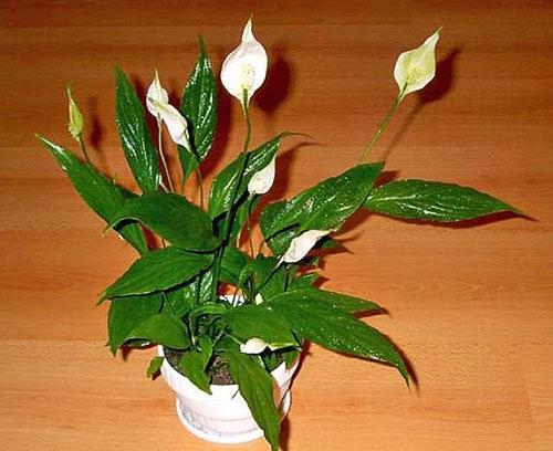 Spathiphyllum potrzebuje przytulnego miejsca bez przeciągów