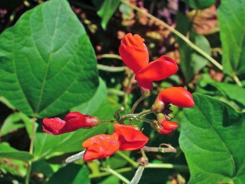 Turecké fazole (Phaseolus coccineus)