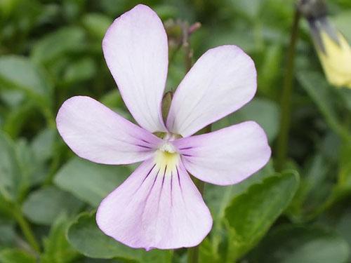 I naturen blomstrer den hornede fiolette i hvit, blå, syrin.