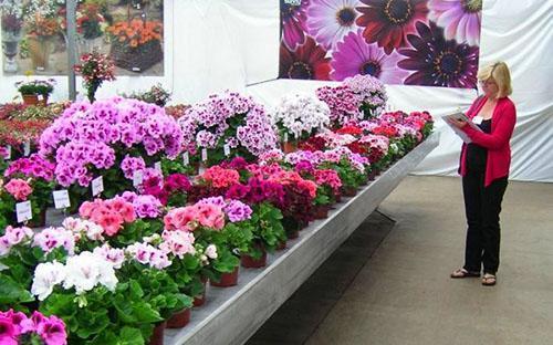 นิทรรศการ Pelargoniums ของสายพันธุ์และพันธุ์ต่างๆ