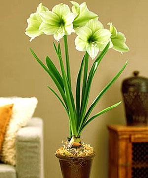 Zakwitło ukochane hippeastrum