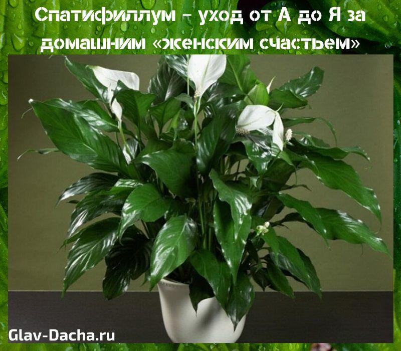 pielęgnacja spathiphyllum od a do z