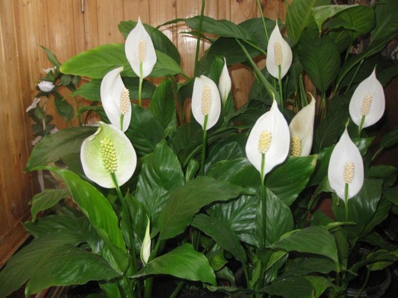 kwitnie spathiphyllum