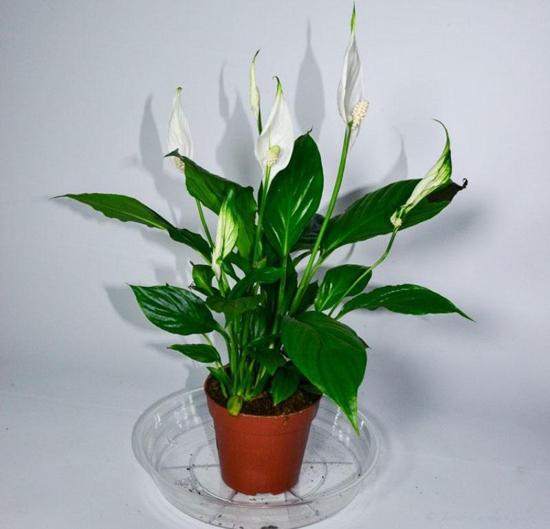 การดูแล spathiphyllum