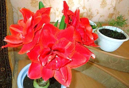 Zimą hippeastrum cieszy się pięknym kwiatostanem