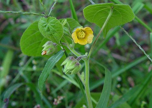 Abutilon Theophrasti (อ. Theophrasti)