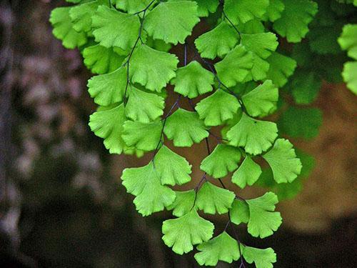 ผม Maidenhair Venus (A. capillus-veneris)