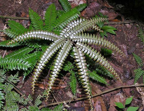 Četverolisna djevojačka dlaka (A. Tetraphyllum)