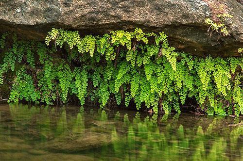 Maidenhair บนทางลาดชัน