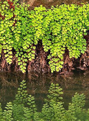 Maidenhair ในป่า