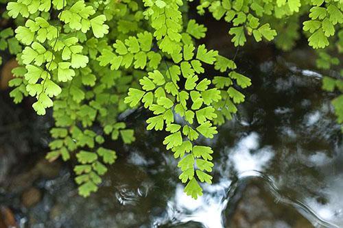 Adiantum capillus-veria (kapradina Venuše Maidenhair)