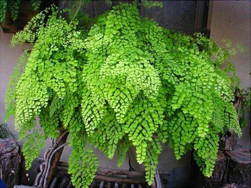 Włosy Wenus Maidenhair