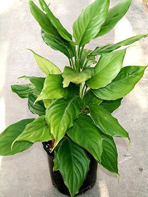 Aglaonema ปานกลางหรือปานกลาง (A. modestum)