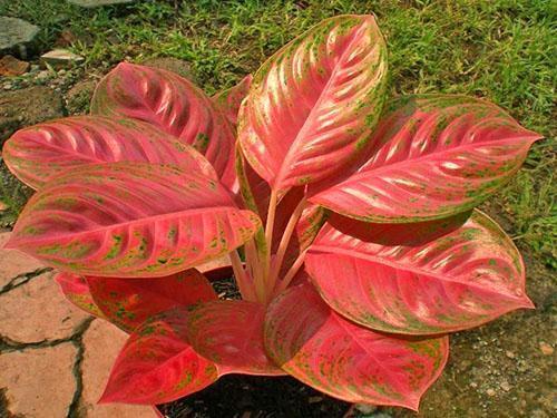 Aglaonema w projektowaniu krajobrazu