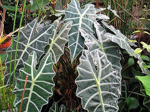 Alocasia poly