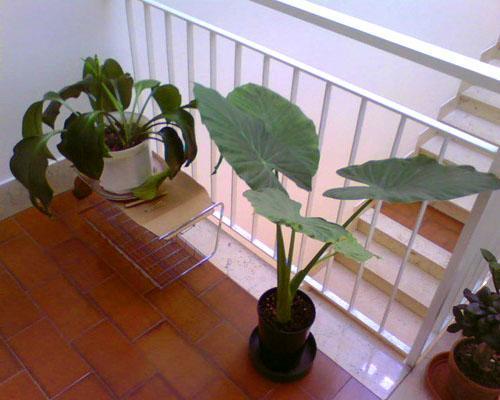 Alocasia do domu