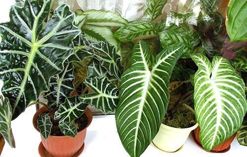 Alocasia różnych odmian