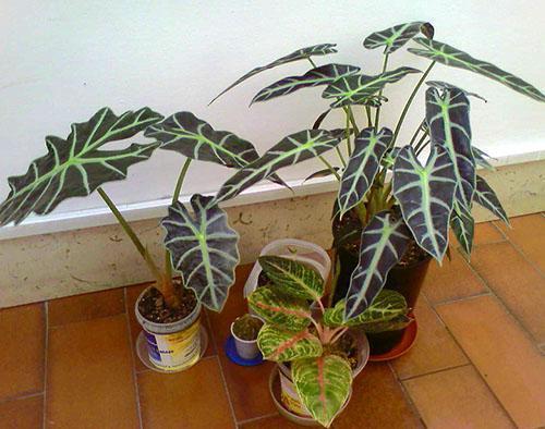 Alocasia we wnętrzu domu