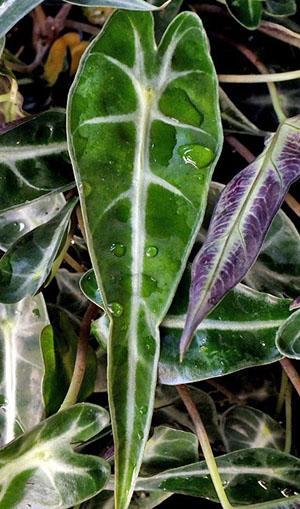 Alocasia Bambino