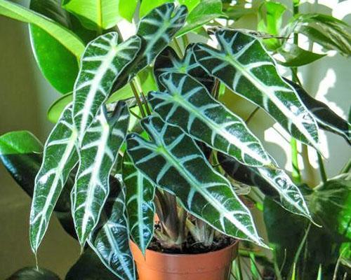 Alocasia amazońska w domu