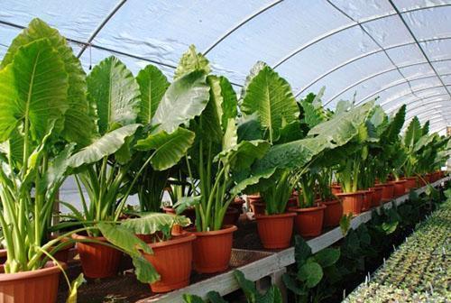 Alocasia มีรากขนาดใหญ่ในเรือนกระจก