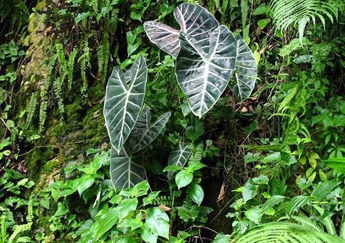 Alocasia longiloba