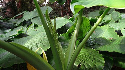 Alocasia ve volné přírodě