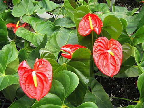 Šarlatové květinové závoje Anthurium